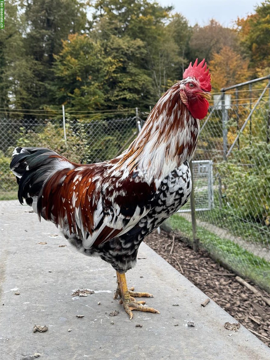 Bild 3: Schöner Blumenhuhn-Hahn vom Frühling 2025