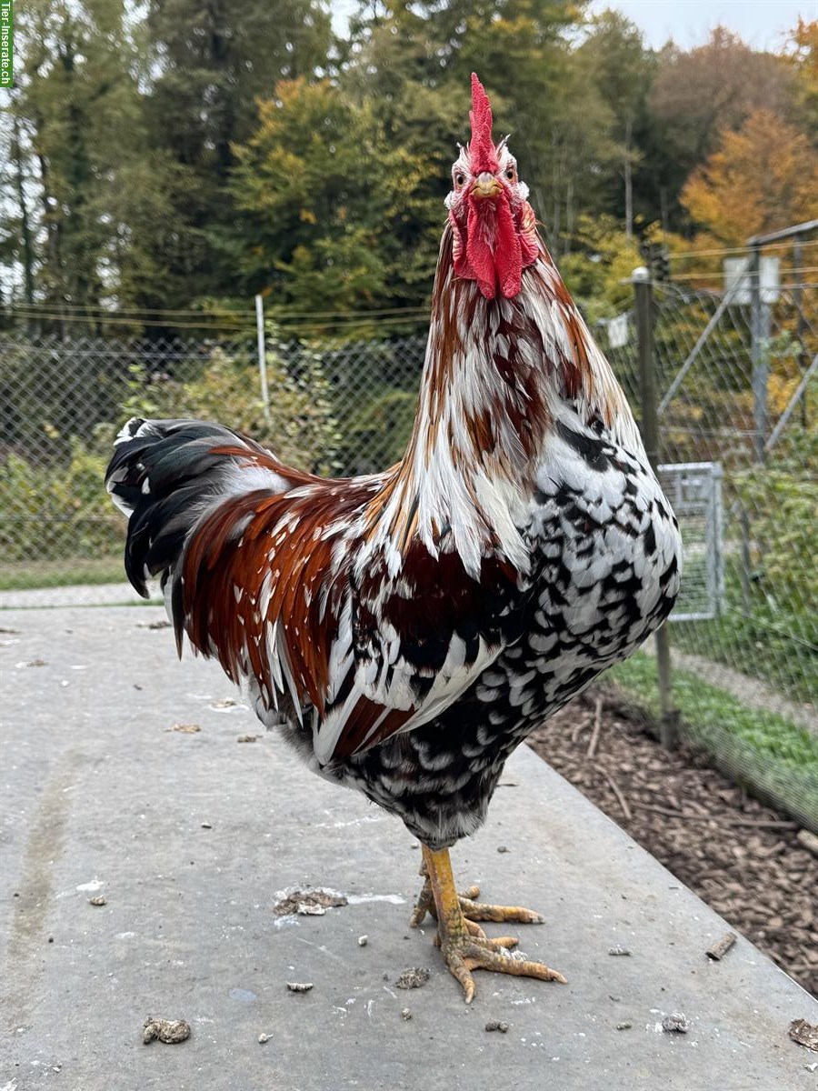 Bild 4: Schöner Blumenhuhn-Hahn vom Frühling 2025
