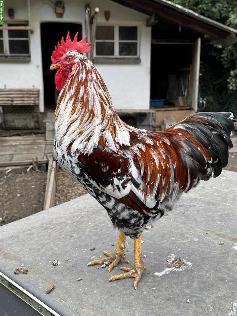 Bild 5: Schöner Blumenhuhn-Hahn vom Frühling 2025