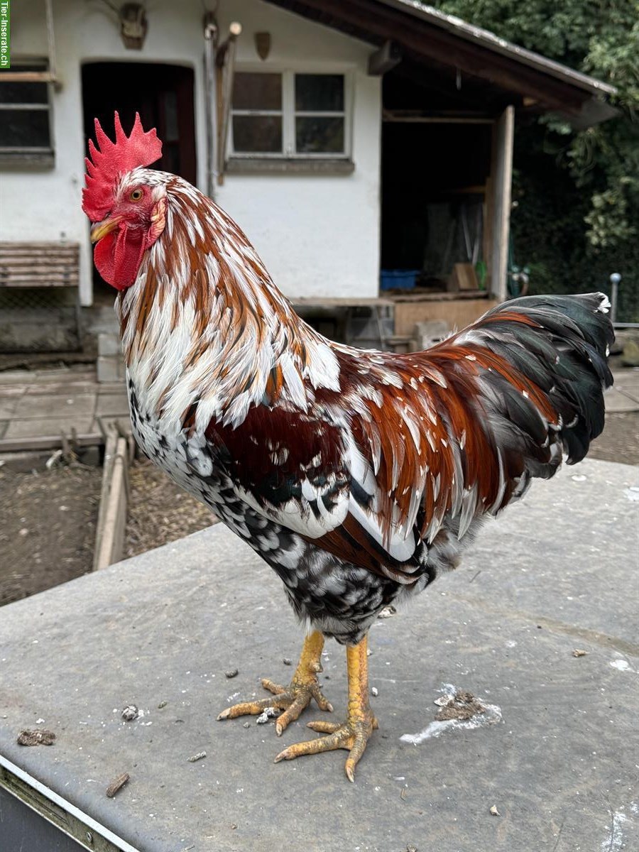 Bild 6: Schöner Blumenhuhn-Hahn vom Frühling 2025