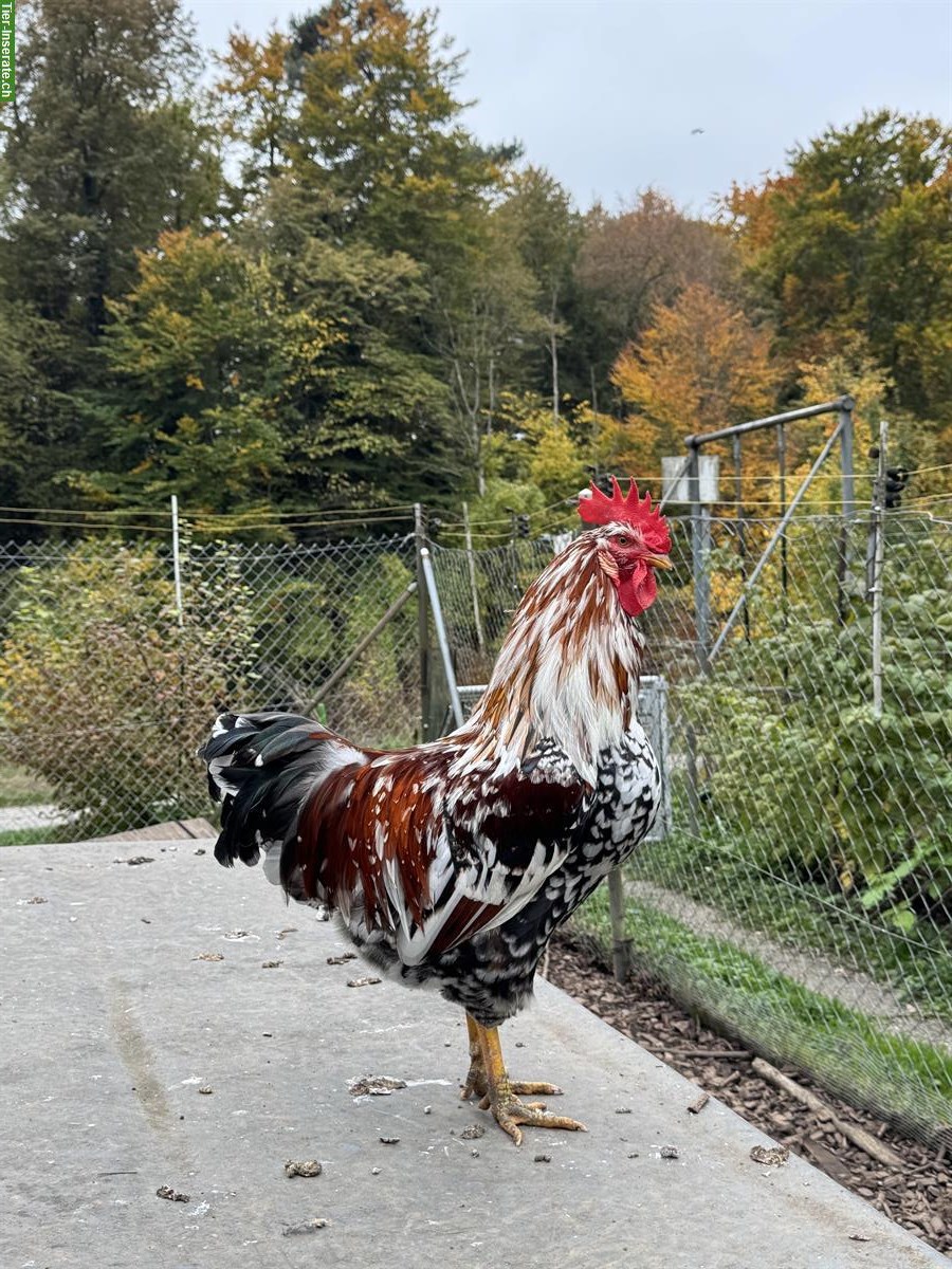 Bild 7: Schöner Blumenhuhn-Hahn vom Frühling 2025