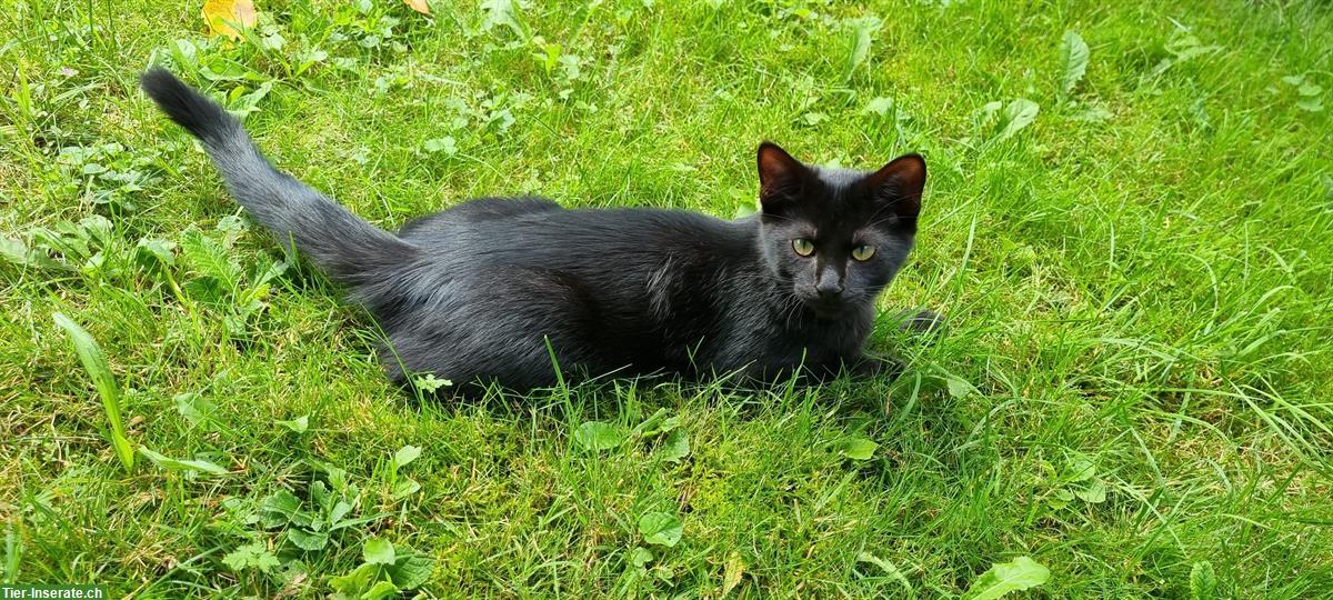 Rio, ein lieber Kater, schwarz, ½-jährig