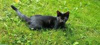Rio, ein lieber Kater, schwarz, ½-jährig