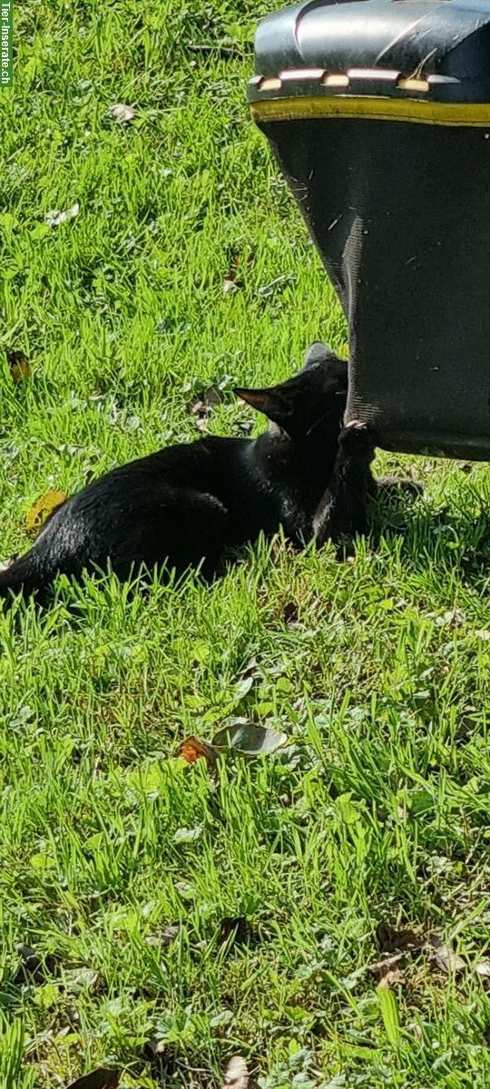 Bild 2: Rio, ein lieber Kater, schwarz, ½-jährig