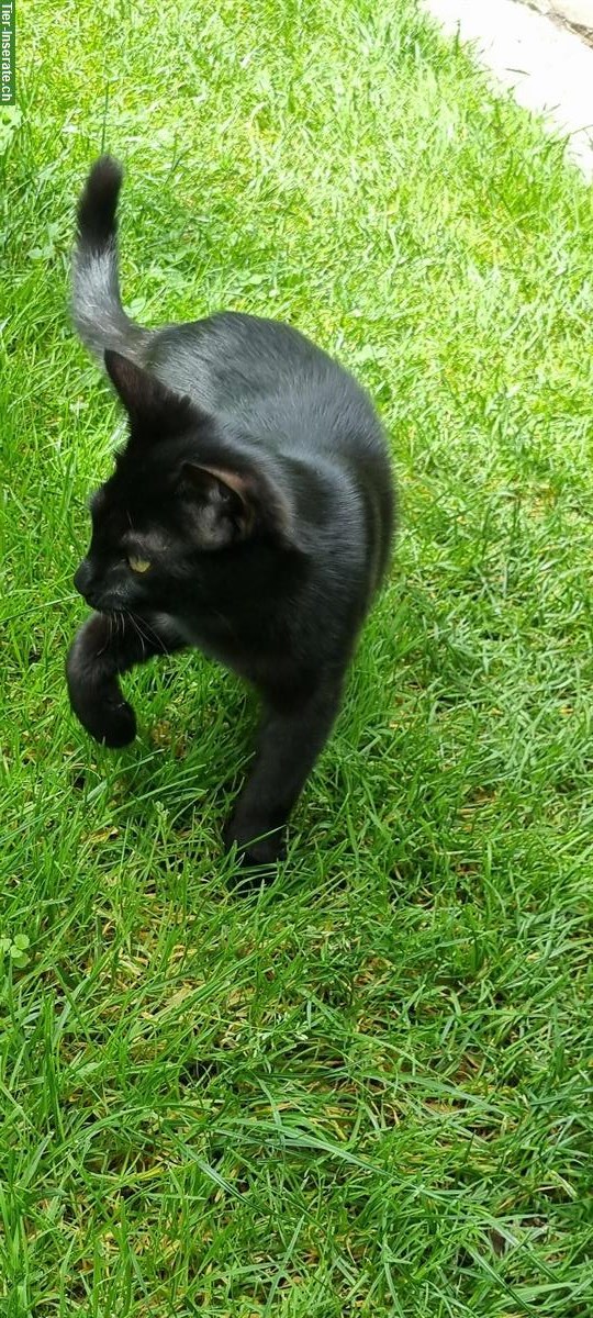 Bild 3: Rio, ein lieber Kater, schwarz, ½-jährig