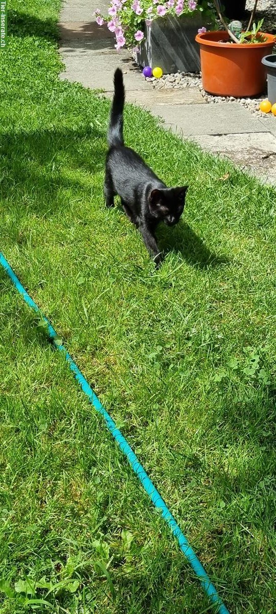 Bild 4: Rio, ein lieber Kater, schwarz, ½-jährig