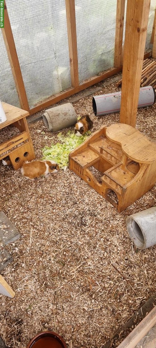 Junge Meerschweinchen Böckli, noch nicht kastriert