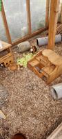 Junge Meerschweinchen Böckli, noch nicht kastriert