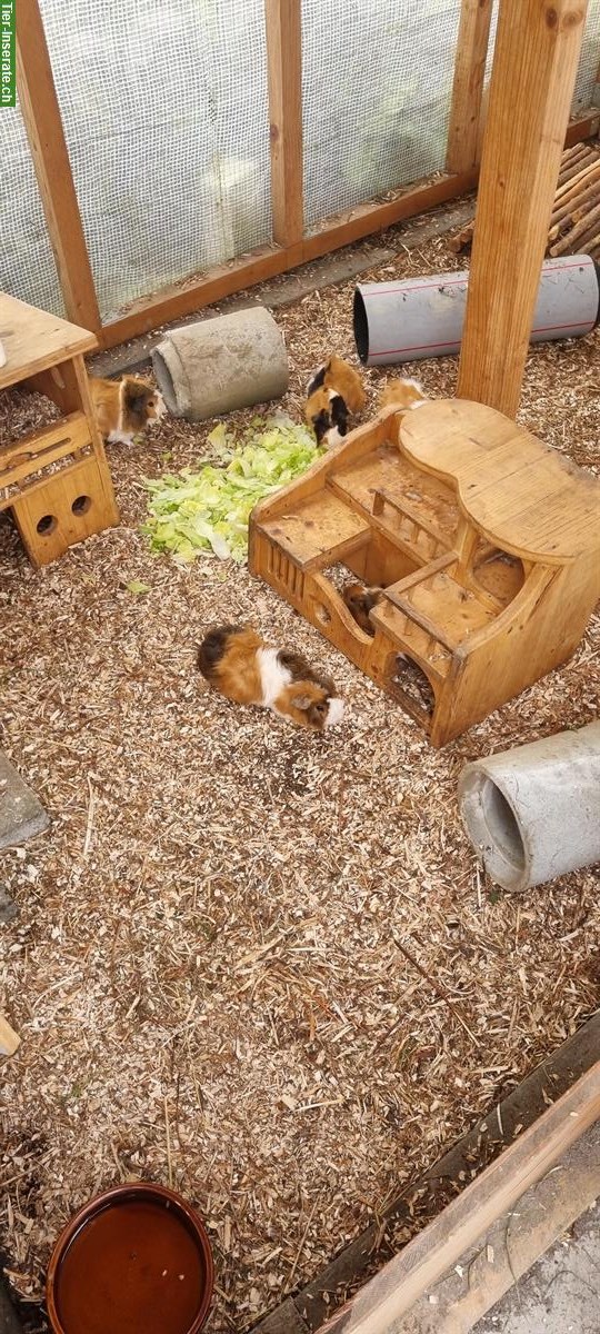 Bild 3: Junge Meerschweinchen Böckli, noch nicht kastriert