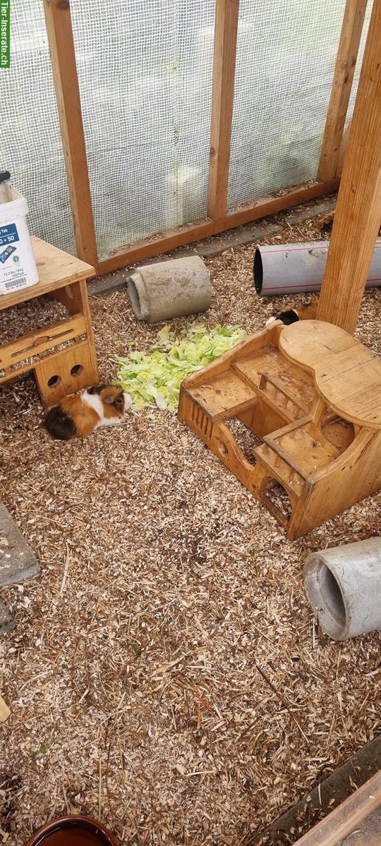 Bild 4: Junge Meerschweinchen Böckli, noch nicht kastriert