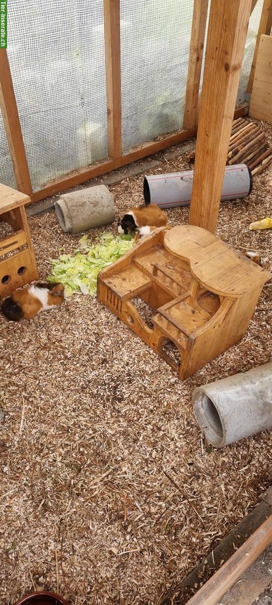 Bild 5: Junge Meerschweinchen Böckli, noch nicht kastriert