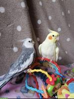 Nymphensittich Pärchen mit grossem Vogelkäfig abzugeben