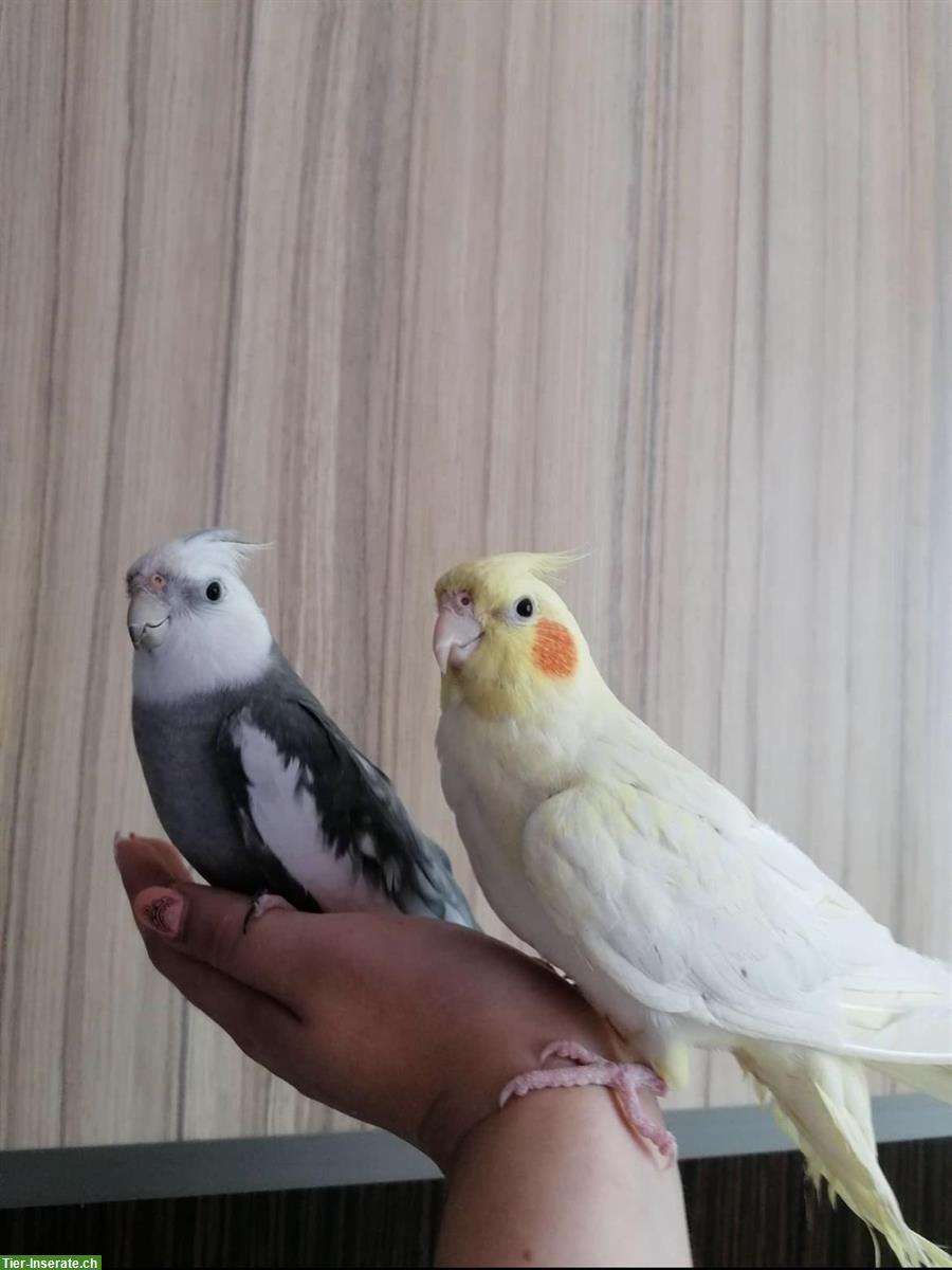 Bild 2: Nymphensittich Pärchen mit grossem Vogelkäfig abzugeben