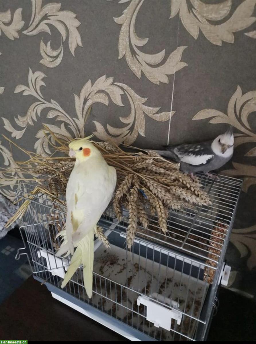 Bild 3: Nymphensittich Pärchen mit grossem Vogelkäfig abzugeben