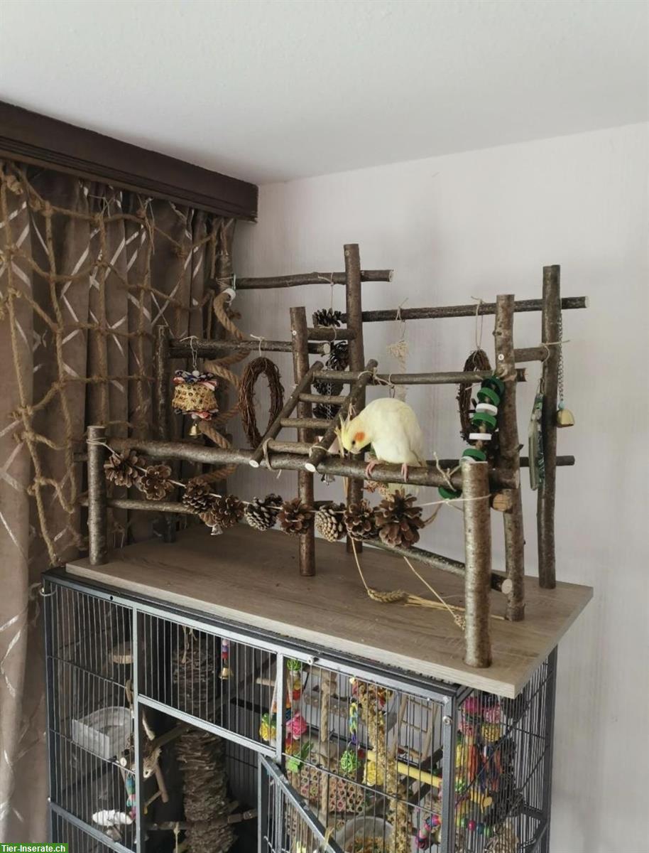 Bild 5: Nymphensittich Pärchen mit grossem Vogelkäfig abzugeben
