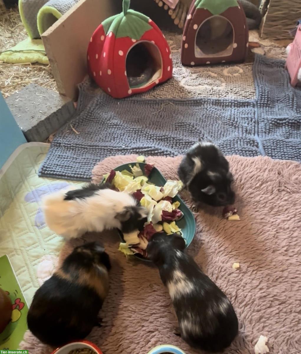 4-er Meerschweinchen-Gruppe sucht neues Zuhause