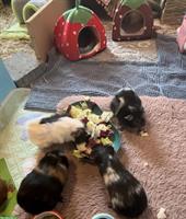 4-er Meerschweinchen-Gruppe sucht neues Zuhause