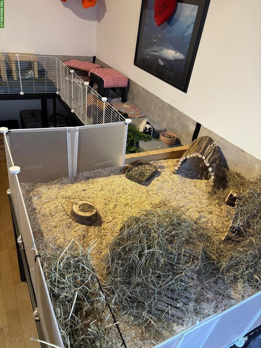 Bild 3: 4-er Meerschweinchen-Gruppe sucht neues Zuhause