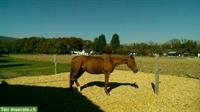 2 Pferdeboxen zu vermieten, auch für Kleinpferde / Ponys geeignet