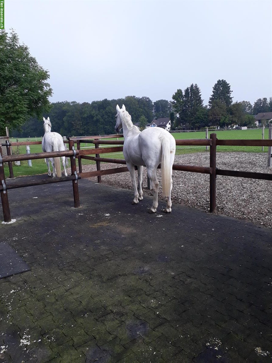 Bild 2: 2 Pferdeboxen zu vermieten, auch für Kleinpferde / Ponys geeignet