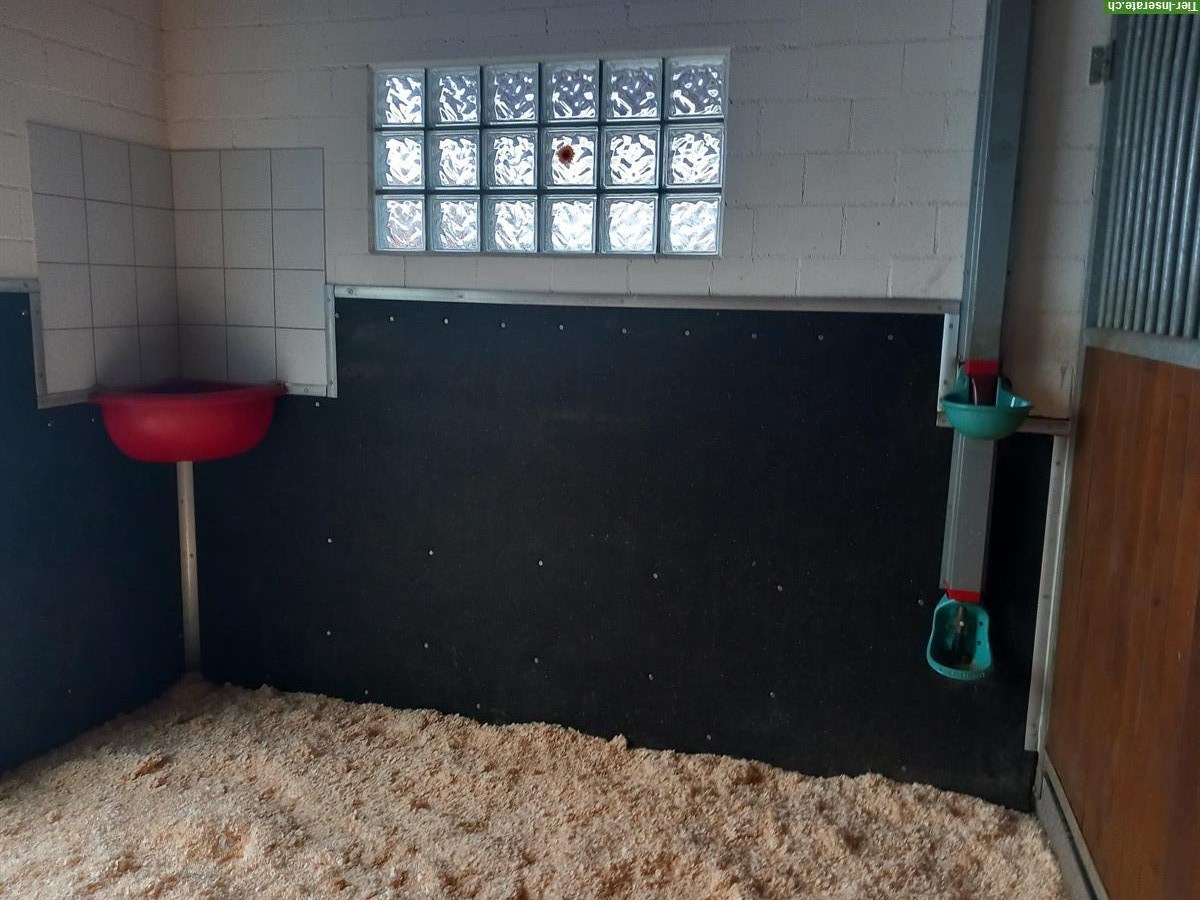 Bild 3: 2 Pferdeboxen zu vermieten, auch für Kleinpferde / Ponys geeignet