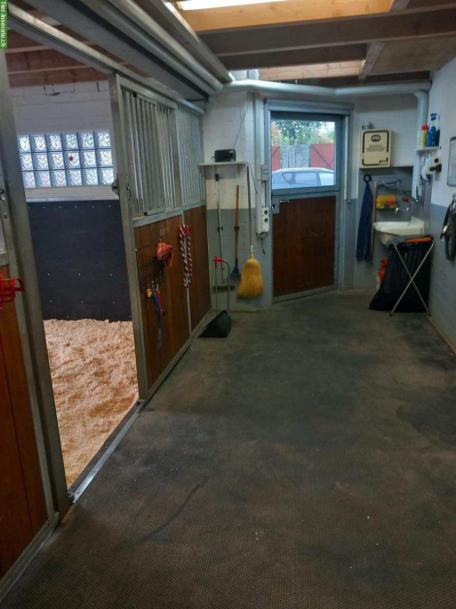 Bild 5: 2 Pferdeboxen zu vermieten, auch für Kleinpferde / Ponys geeignet