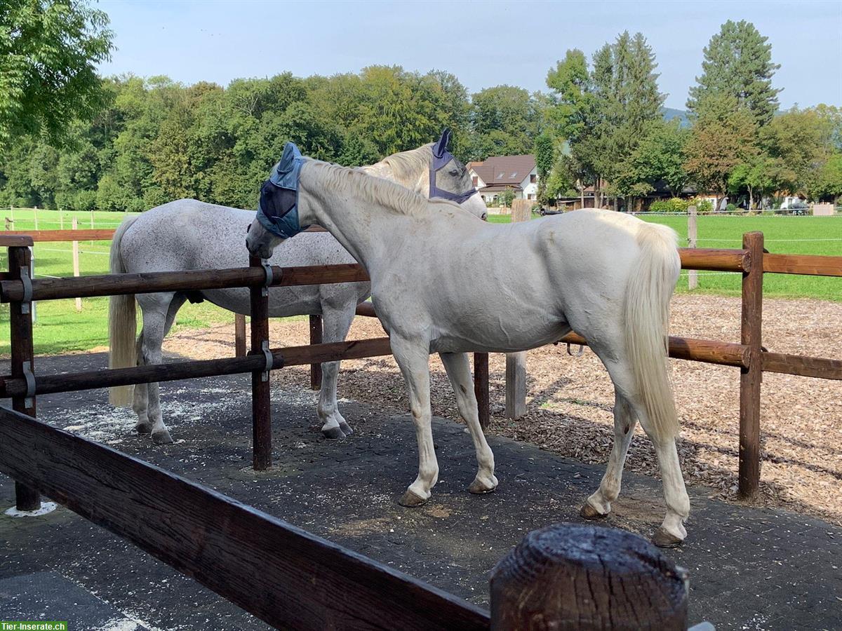 Bild 7: 2 Pferdeboxen zu vermieten, auch für Kleinpferde / Ponys geeignet