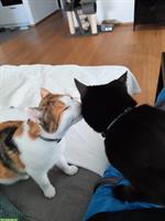 2 liebe Katzen 🐱 suchen ein neues Zuhause 🐾