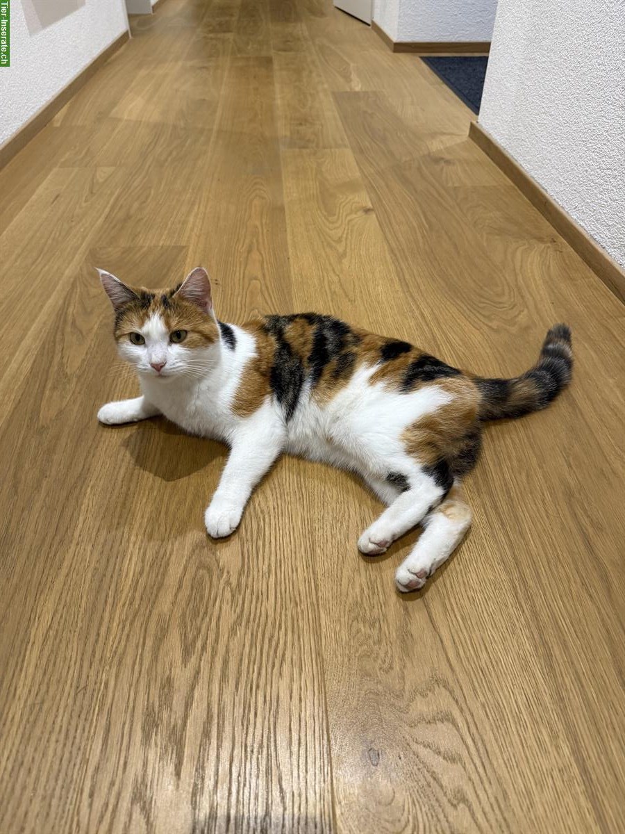 Bild 2: 2 liebe Katzen 🐱 suchen ein neues Zuhause 🐾
