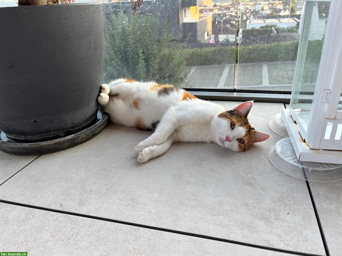 Bild 3: 2 liebe Katzen 🐱 suchen ein neues Zuhause 🐾