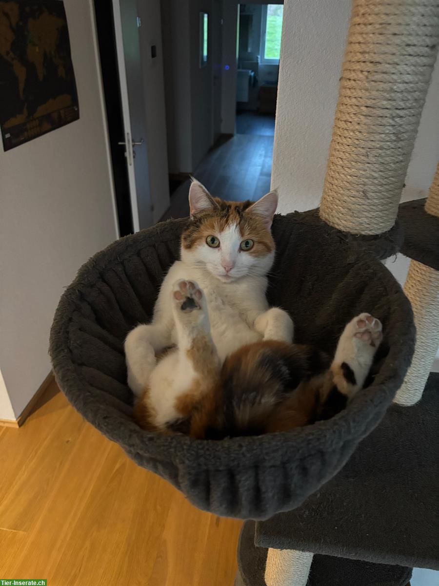 Bild 4: 2 liebe Katzen 🐱 suchen ein neues Zuhause 🐾