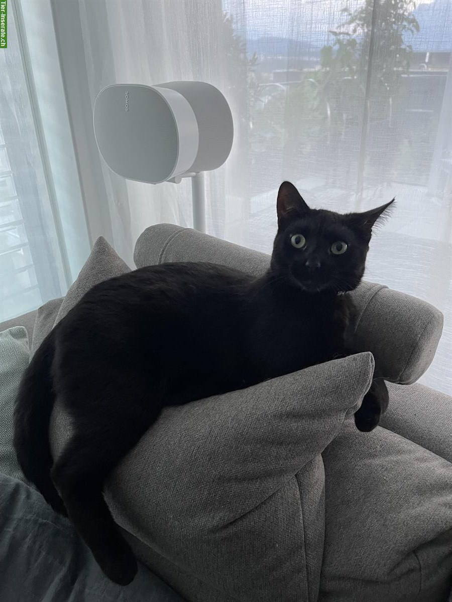 Bild 5: 2 liebe Katzen 🐱 suchen ein neues Zuhause 🐾