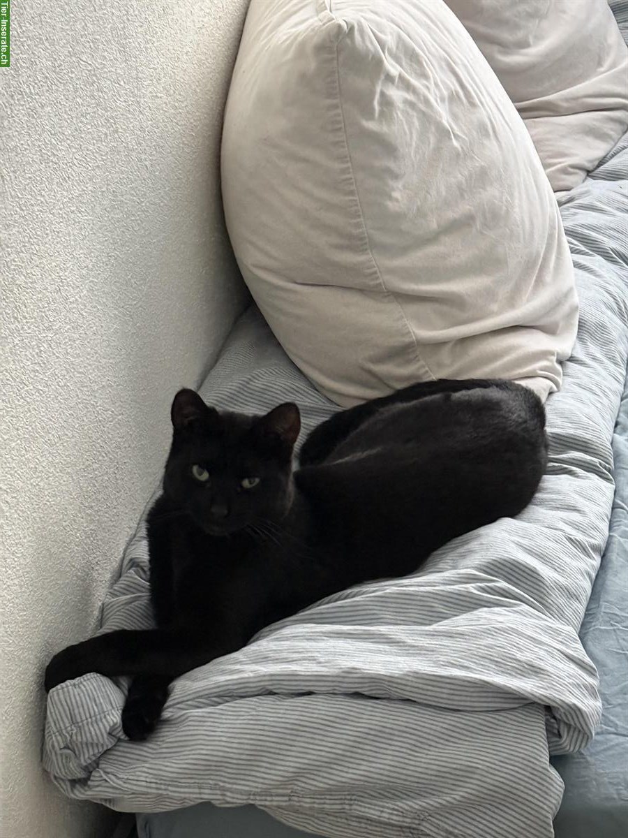 Bild 7: 2 liebe Katzen 🐱 suchen ein neues Zuhause 🐾