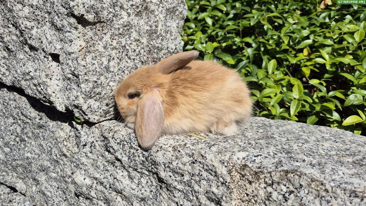 Bild 5: Zwergwidderli mit Satinfell abzugeben