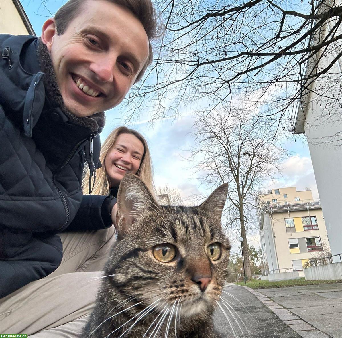 Katzenbetreuung in Zürich Höngg und Oberengstringen