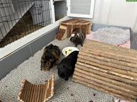 3 süsse Meerschweinchen zu verkaufen