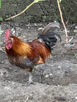 Hahn aus Naturbrut sucht ein neues Zuhause