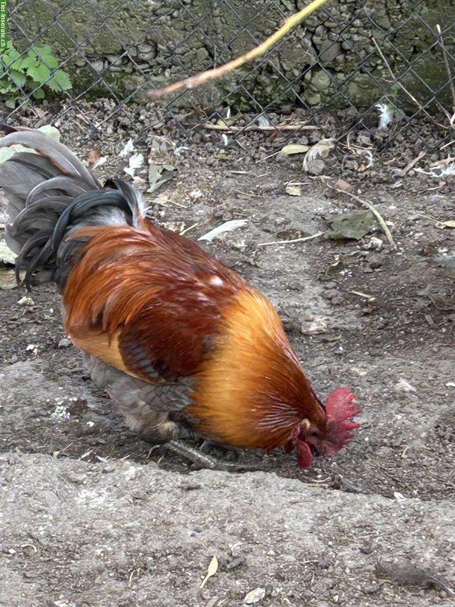 Bild 3: Hahn aus Naturbrut sucht ein neues Zuhause