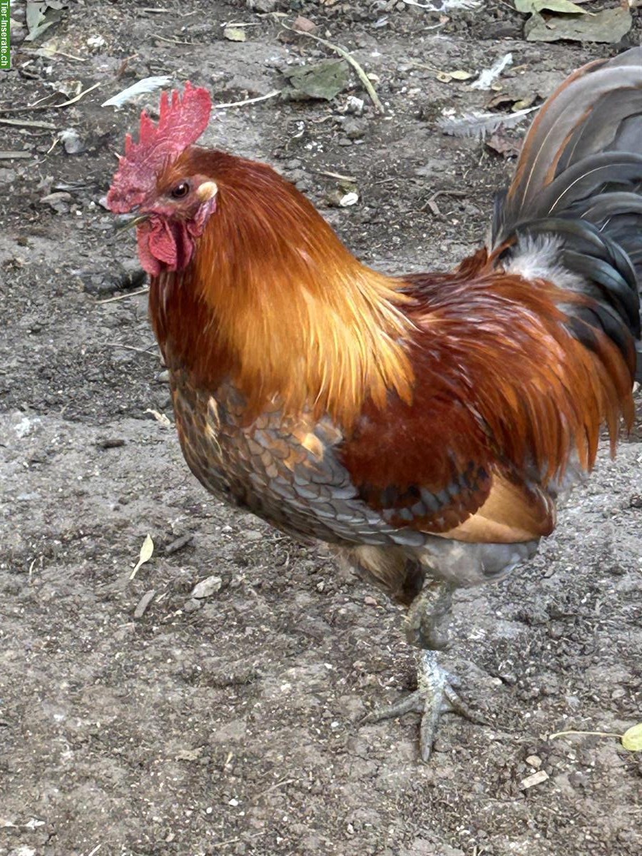 Bild 4: Hahn aus Naturbrut sucht ein neues Zuhause