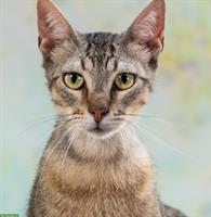 Mischlingskater Manel, ein junger & verspielter Kater!