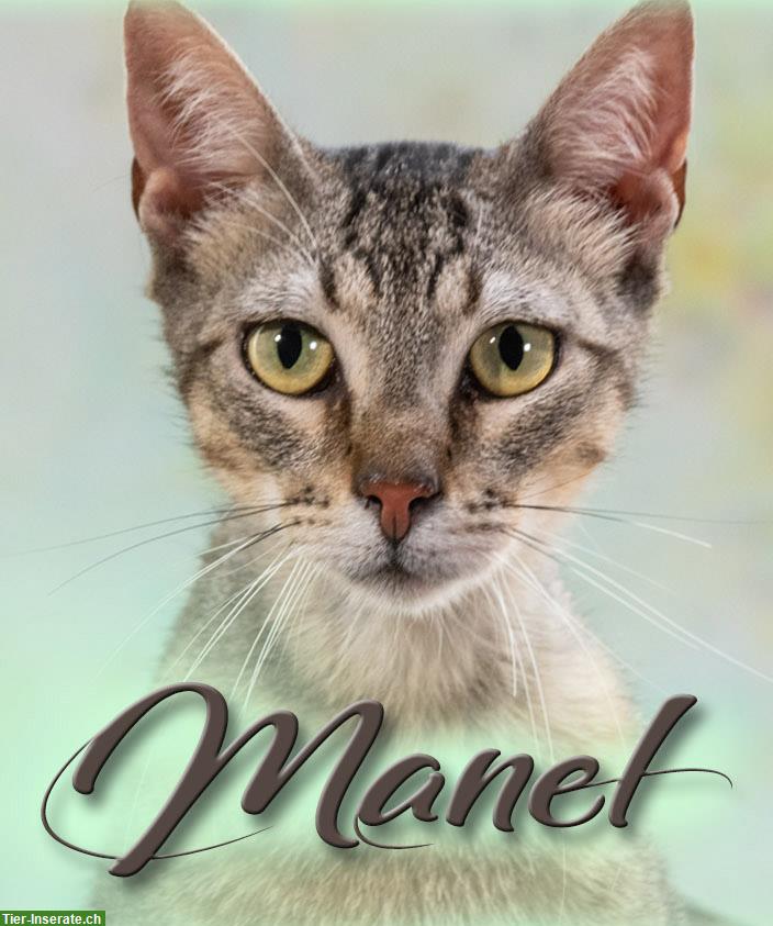 Bild 6: Mischlingskater Manel, ein junger & verspielter Kater!