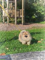 Zwergspitz Pomeranian, 6 Monate alt zu verkaufen