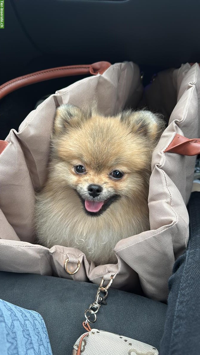 Bild 2: Zwergspitz Pomeranian, 6 Monate alt zu verkaufen