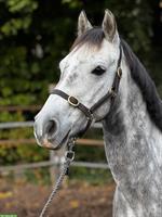 Connemara Wallach, 7 Jahre, Schimmel