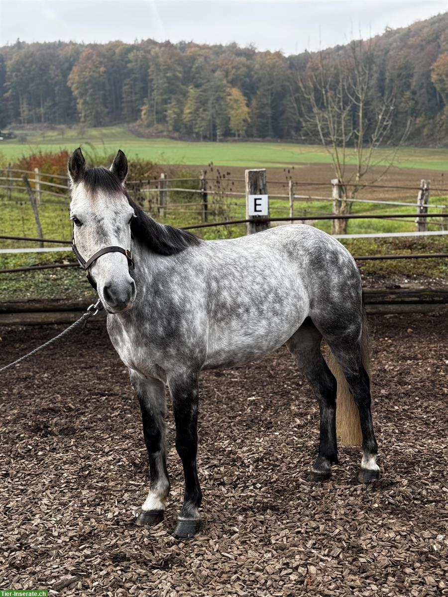 Bild 3: Connemara Wallach, 7 Jahre, Schimmel