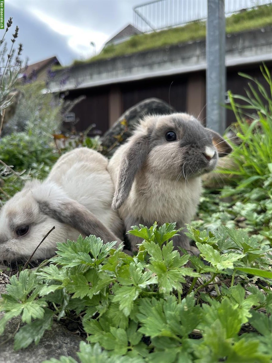 Graue Zwergwidder-Kaninchen abzugeben