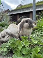 Graue Zwergwidder-Kaninchen abzugeben