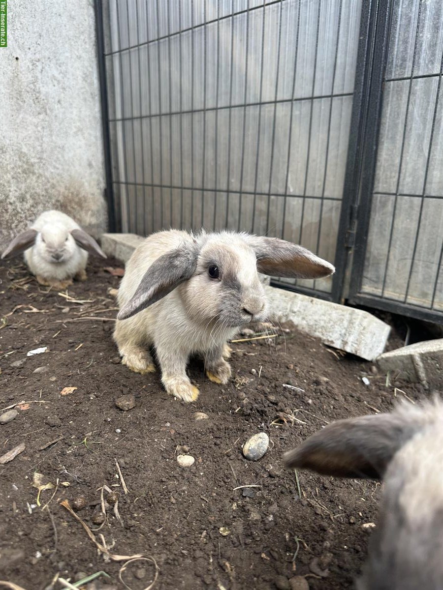 Bild 3: Graue Zwergwidder-Kaninchen abzugeben