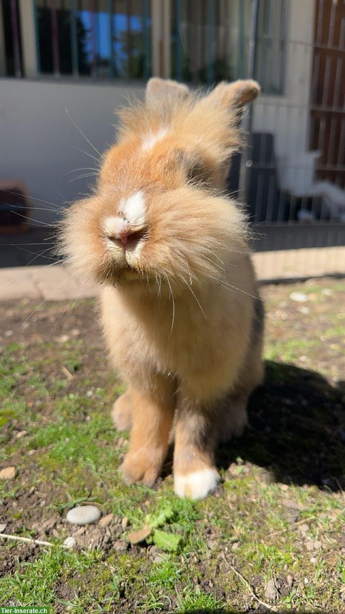 Bild 5: Diverse Löwenköpfli Zwerghäsli zur Abgabe