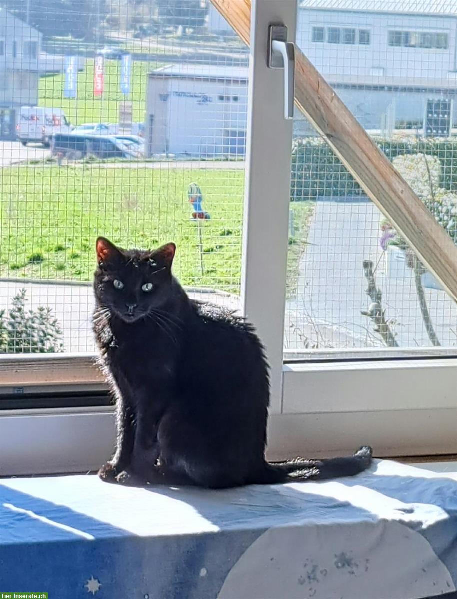 Tierschutzkatze Malin, weiblich, kastriert, 5 Jahre alt